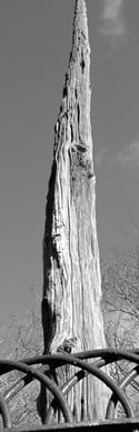 black and white of Cedar pole