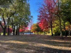 Autumn park with colorful trees and fallen leaves.