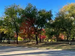 Autumn trees in a sunny park.